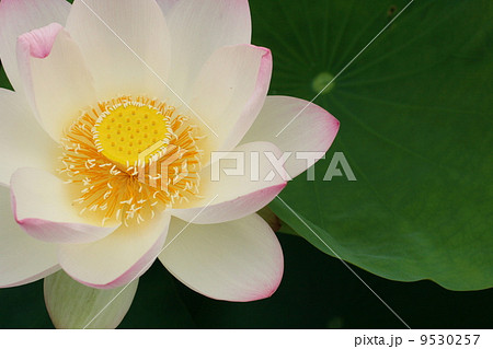蓮の花と葉っぱ 9530257