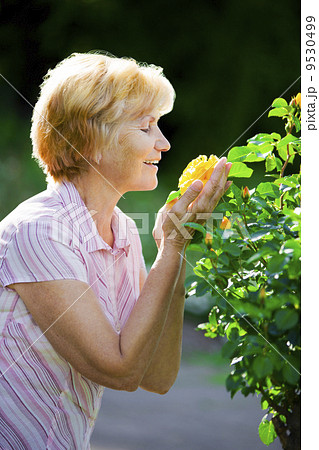 Sentimentality. Mature Old Lady Smelling Yellow Flower 9530499