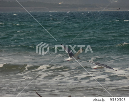 玄界灘のカモメ1 玄界灘のカモメ1 9530503