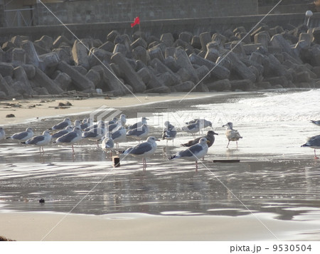 玄界灘のカモメ2 玄界灘のカモメ2 9530504