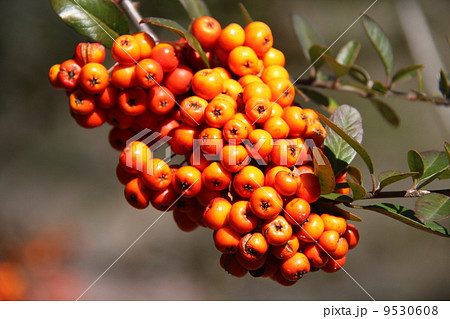 ピラカンサス ピラカンサス 9530608