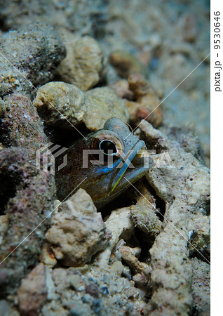 カエルアマダイ（沖縄・石垣島） 9530646