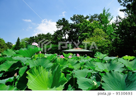 白山公園ハス池夏 9530693
