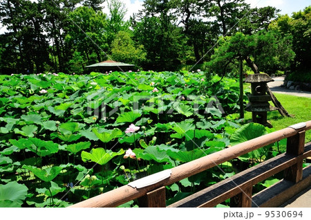 白山公園ハス池夏 白山公園ハス池夏 9530694