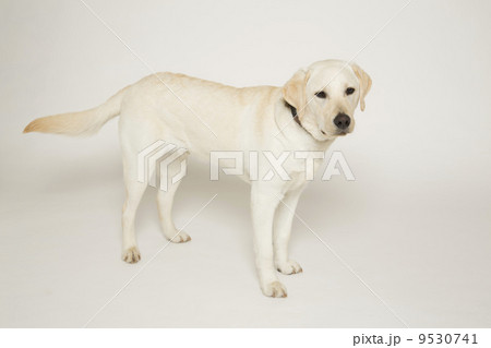 ラブラドールレトリバー 9530741