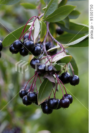 アロニア 9530750