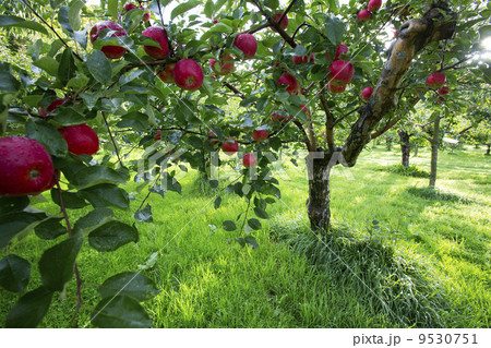 りんご りんご 9530751