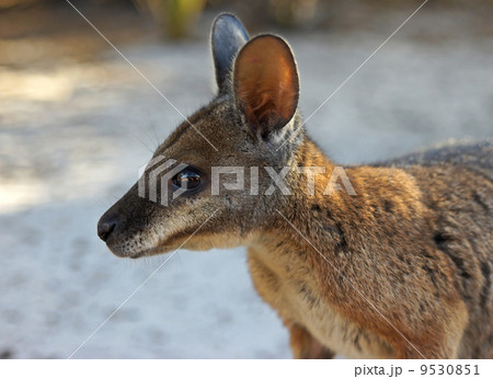 Tammar Wallaby, Australia 9530851