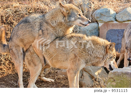 タイリクオオカミ 9531115