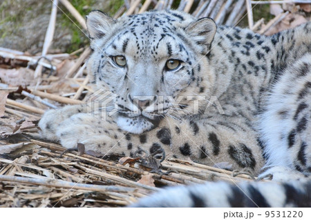 ユキヒョウ ユキヒョウ 9531220