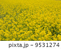 きいろの絨毯 9531274