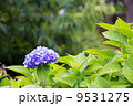 紫帽子 9531275