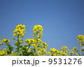 菜の花 9531276