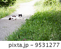 とおせんぼ 9531277