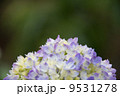 紫の丘 9531278