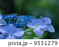 秘密の庭 9531279