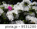 ここだよ！ 9531280