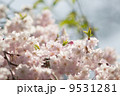 ピンクのあたたかさ 9531281