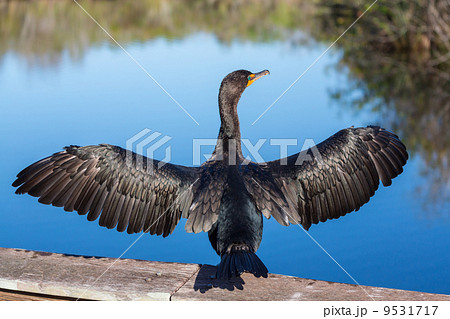 Anhinga Anhinga 9531717