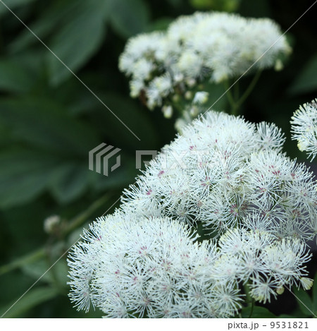 カラマツソウ 9531821