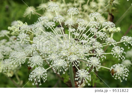 シシウド シシウド 9531822