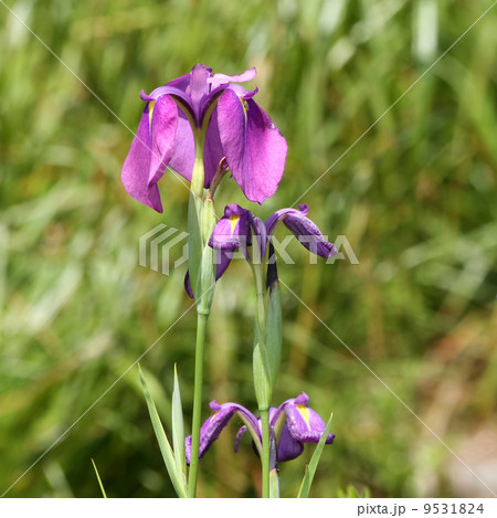 ハナショウブ 9531824