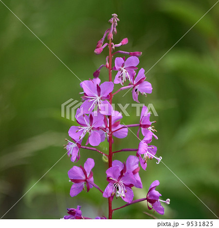 ヤナギラン 9531825