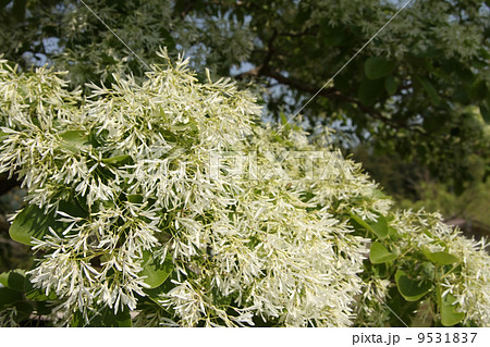 ヒトツバタゴ 9531837