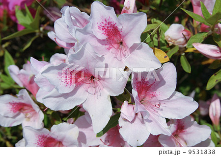 平戸ツツジ 9531838