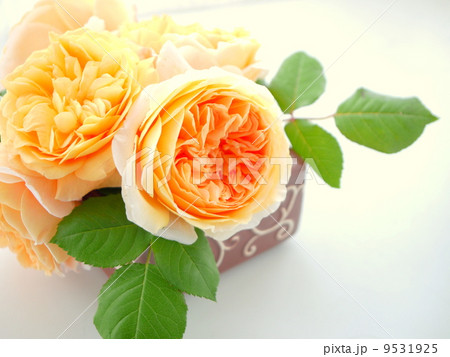 クラウン・プリンセス・マルガリータのアレンジ　（右スぺース） 9531925