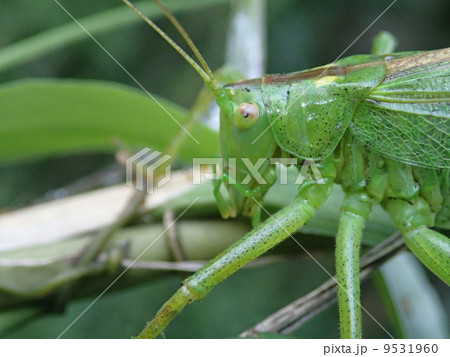 キリギリス類、成虫（アップ） 9531960
