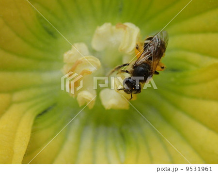 小型バチ 9531961