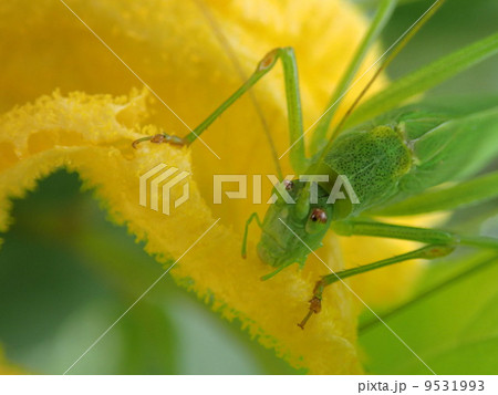 花を食べるツユムシ 9531993