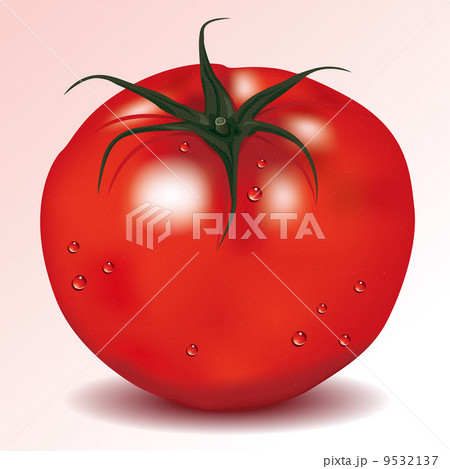 トマト_01（Vector） 9532137