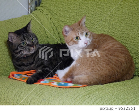 仲良し猫 仲良し猫 9532551