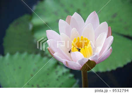 Water lily scent of Asian exotic flower Water lily scent of Asian exotic flower 9532794
