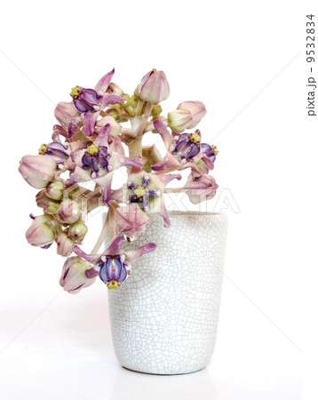 Crown Flower scent of Asian exotic flower Crown Flower scent of Asian exotic flower 9532834