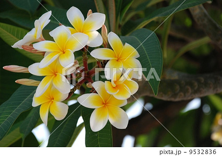 Frangipani Flower Scent of Asian exotic flower Frangipani Flower Scent of Asian exotic flower 9532836
