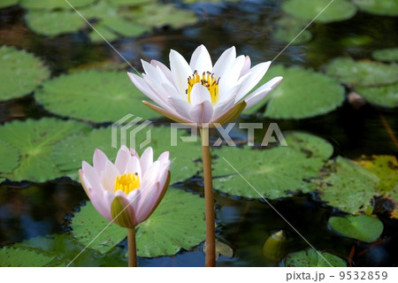 Water lily scent of Asian exotic flower Water lily scent of Asian exotic flower 9532859