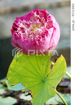 Royal lotus scent of Asian exotic flower Royal lotus scent of Asian exotic flower 9532860