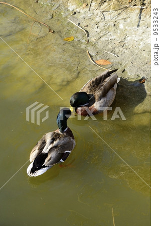 二羽の鴨 9533243