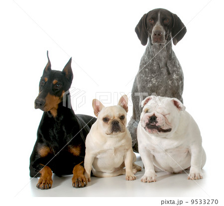 four different breeds 9533270