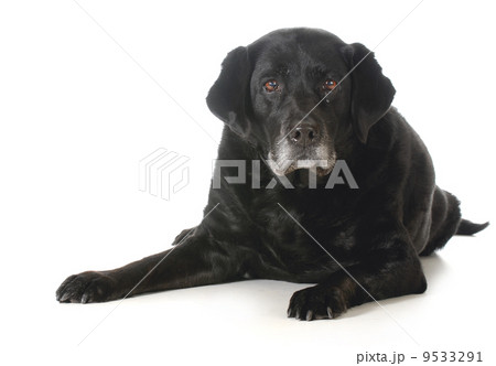 senior dog 9533291