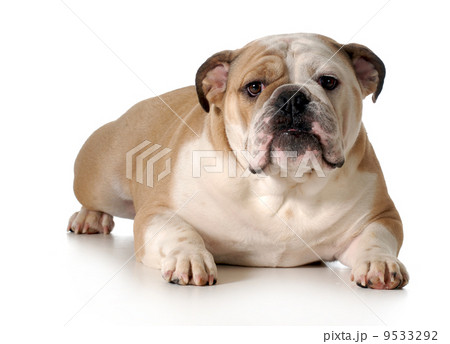 english bulldog 9533292