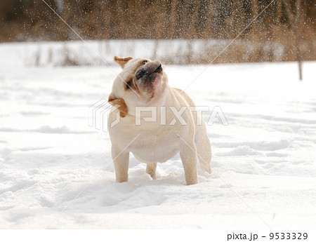 dog shaking snow off 9533329