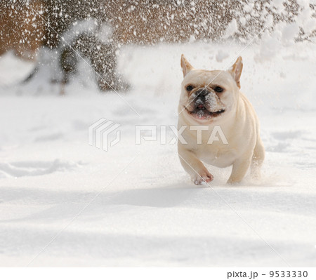 dog playing in the snow dog playing in the snow 9533330