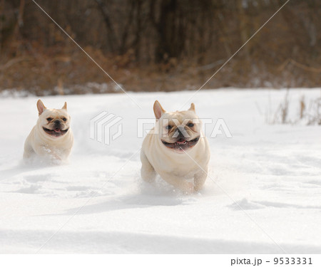 two dogs running in the snow two dogs running in the snow 9533331