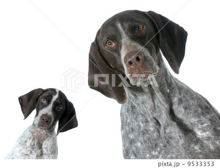 adult and puppy 9533353