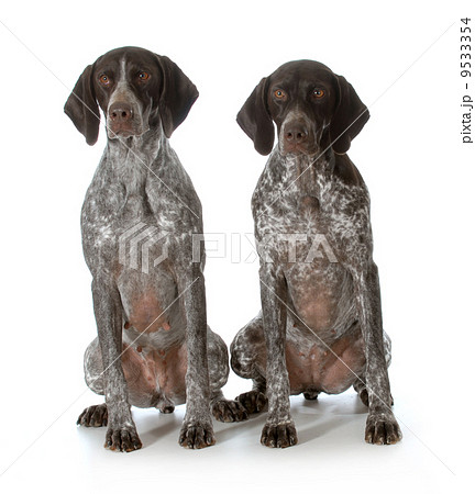 german shorthaired pointers 9533354