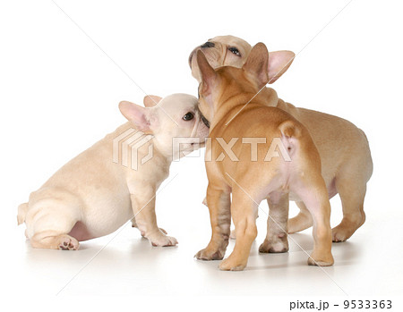 puppies playing 9533363